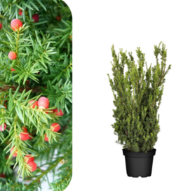 Taxus Media Hillii- Stubasta Tisa