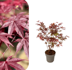 Acer Palmatum Atropurpureum - Crveni Japanski Javor 50cm