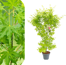 Acer Palmatum - Japanski Javor 1.6m