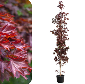Acer platanoides - Crimson Sentry  2m