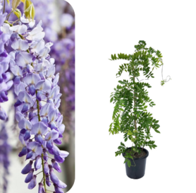 Visterija – wisteria sinensis