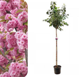 Japanska tresnja - Prunus serrulata Kazan