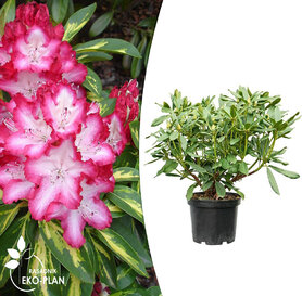 Rhododendron - President Roosevelt