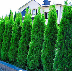 Thuja occ. Smaragd  30-40cm