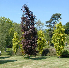 Crvenolisna topola- Populus deltoides &quot;Purple Tower&quot;
