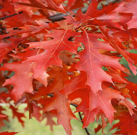 Quercus palustris - Mocvarni hrast