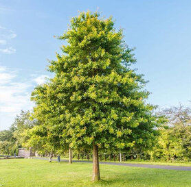 Quercus palustris - Mocvarni hrast