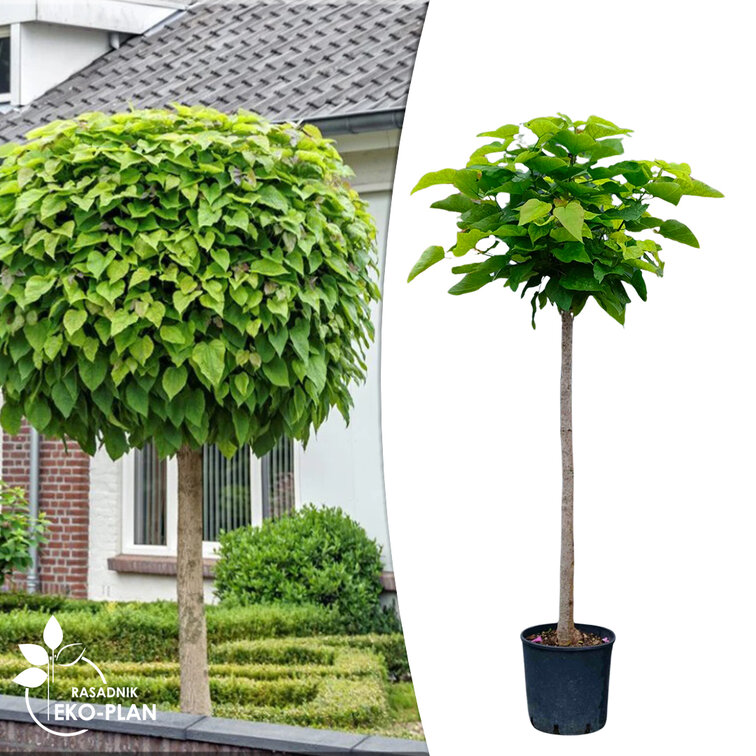 Catalpa Bignonioides Nana Cena (katalpy Nana, trubačovitá Nana, zdravý růst, Katalpa trubačovitá Nana, kulovitý tvar) Catalpa Bignonioides Nana Cena